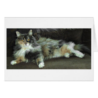 Cartão Casa da Caça, Esperando janto