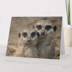Cartão Casais-de-Suricata