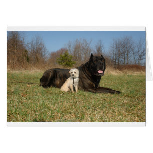 Cartão Casal Cachorro