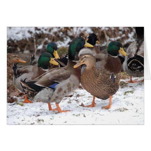 Cartão casal pato (Frente horizontal)