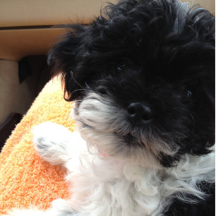 Cartão casamento DE rua, ENTÃO VEM A LUA DE MEL!