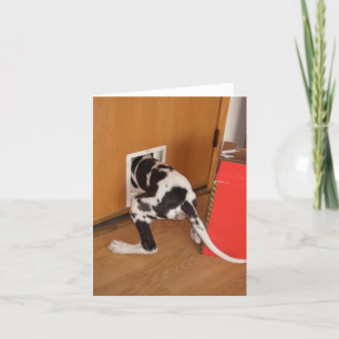 Cartão Cash Trapped Harleguin Great Dane Puppy card