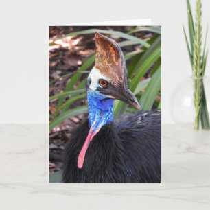 Cartão Cassowary do sul