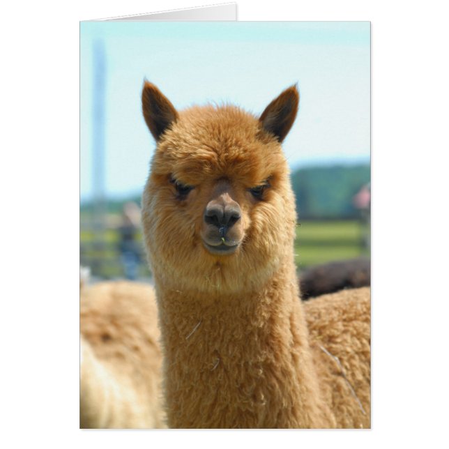 Cartão Castanho-de-cacau (Frente)