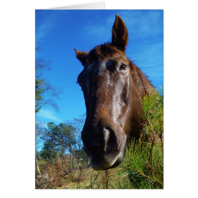 Cartão Castanho e Creme Corante Canto Azul (Frente)