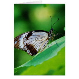 Cartão Castanho escuro e borboleta Cinza
