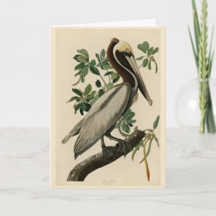Cartão Castanho Pelicano das Aves da América de Audubon