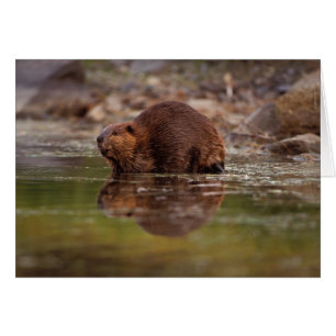 Cartão castor, Castor canadensis, vai nadar