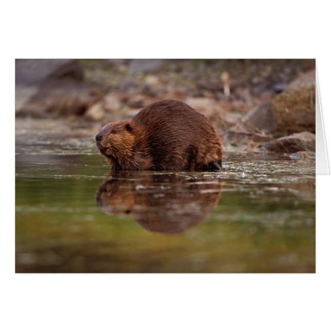 Cartão castor, Castor canadensis, vai nadar (Frente Horizontal)