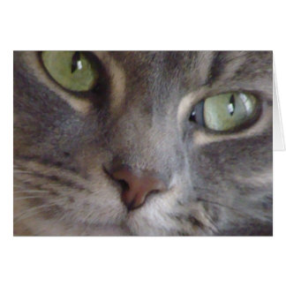 Cartão Cat