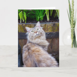 Cartão Cat, Blank Any Occasion, Note Card With Maine Coon