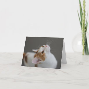 Cartão Cat Blank Note Card by Focus for a Cause