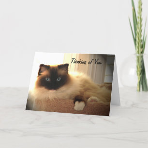 Cartão Cat Cats Ragdoll Ragdolls Kitty Card