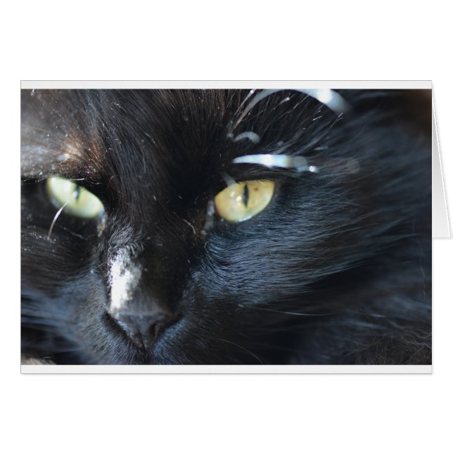 Cartão Cat está te olhando (Frente Horizontal)