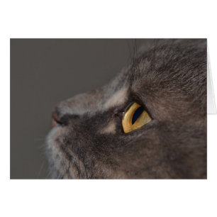 Cartão Cat Eye-Macro por Shirley Taylor