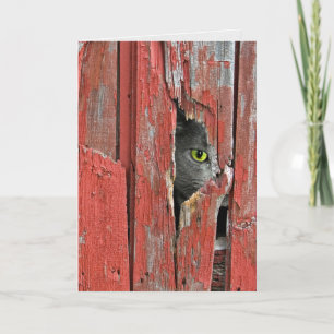 Cartão Cat peeking in barn wood hole