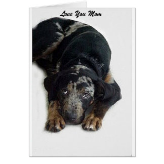Cartão Catahoula Rescue