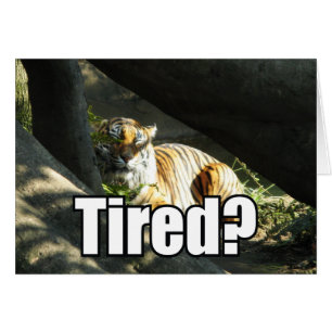 Cartão Catnap do tigre