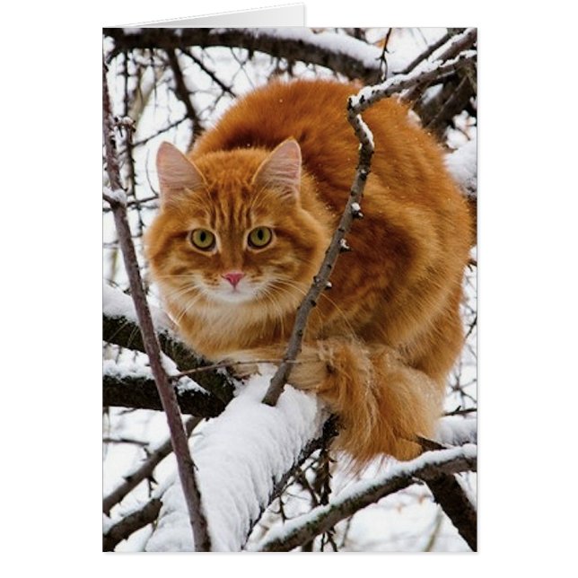 Cartão cats_and_snow_ (14) (Frente)