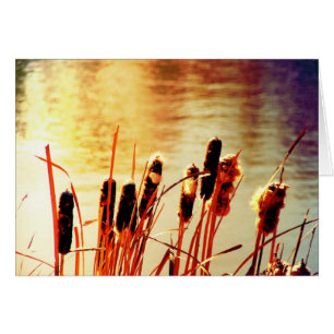 Cartão Cattails