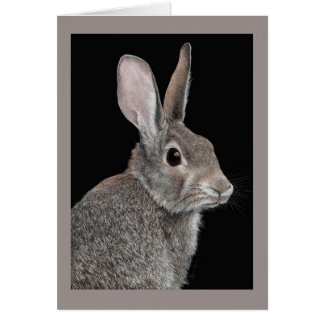 Cartão "Cauteloso" - Coelho Cottontail