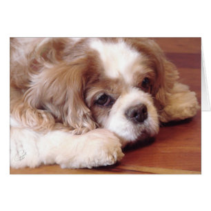 Cartão Cavaleiro Rei Charles Spaniel