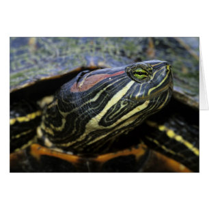 Cartão Cavaleiro Vermelho, Trachemys scripta elegans, 2
