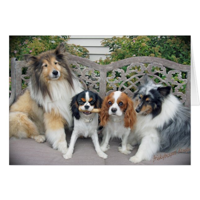 Cartão Cavalier King Charles e Shelties (Frente Horizontal)