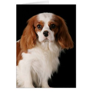 Cartão Cavalier King Charles Spaniel