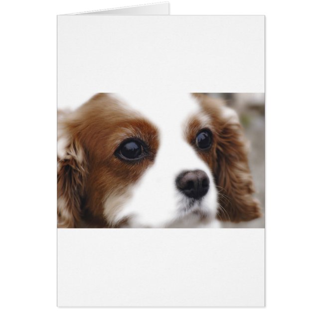 Cartão Cavalier King Charles Spaniel (Frente)