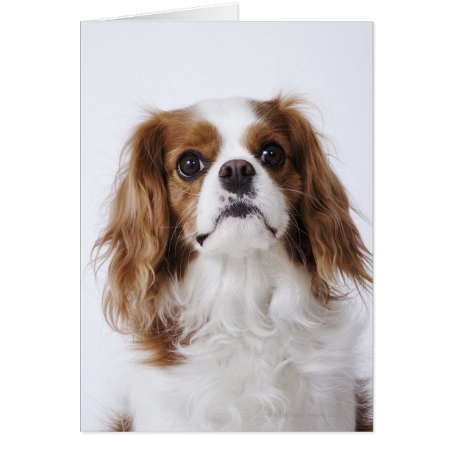 Cartão Cavalier King Charles Spaniel (Frente)