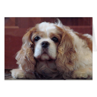 Cartão Cavalier King Charles Spaniel