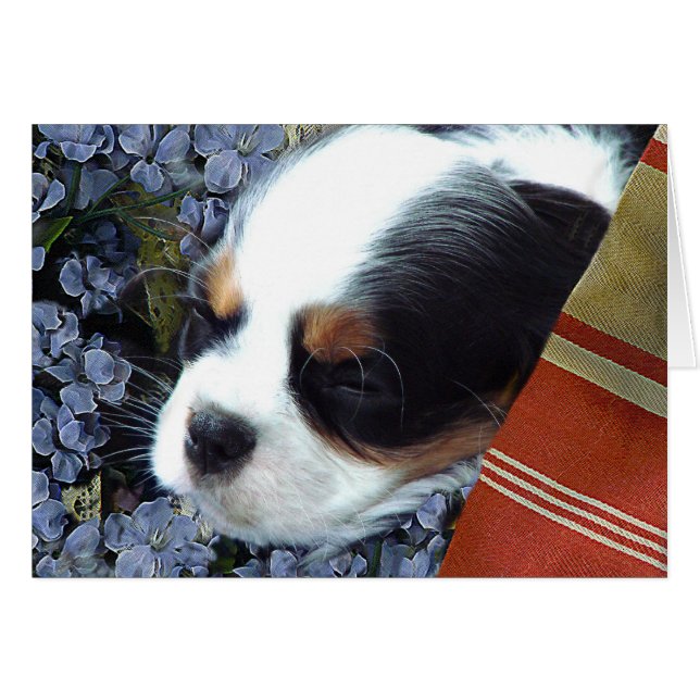 Cartão Cavalier King Charles Spaniel (Frente horizontal)
