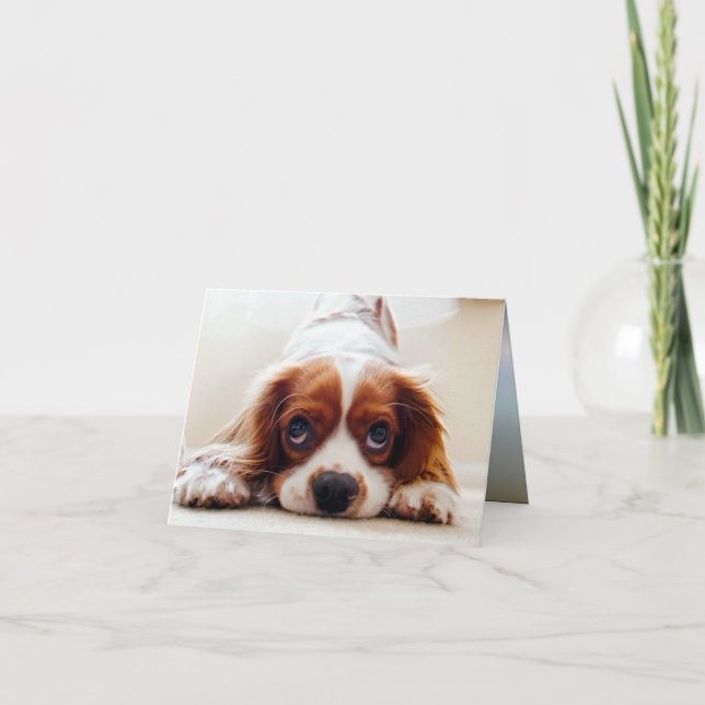 Cartão Cavalier King Charles Spaniel (Frente)