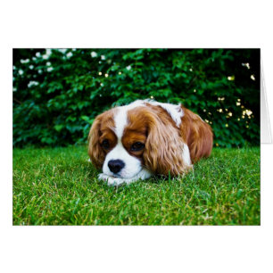 Cartão Cavalier King Charles Spaniel Blenheim em Grass