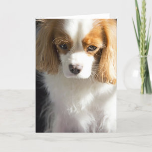 Cartão Cavalier King Charles Spaniel Card