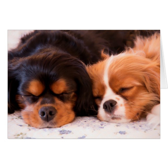 Cartão Cavalier King Charles Spaniel Cavalier Dormindo (Frente Horizontal)
