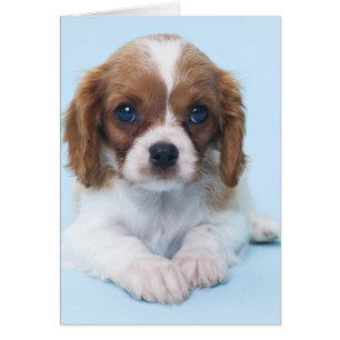 Cartão Cavalier King Charles Spaniel Puppy