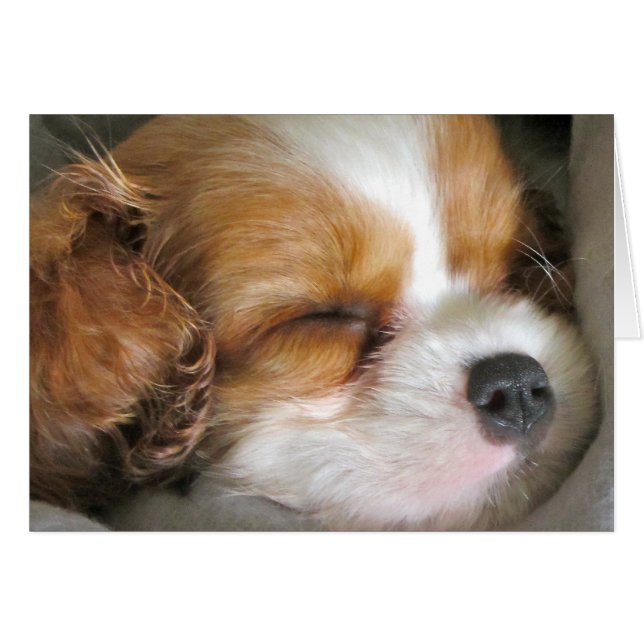 Cartão Cavalier King Charles Spaniel Puppy Card (Frente Horizontal)