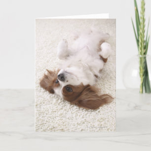 Cartão Cavalier mostrando barriga