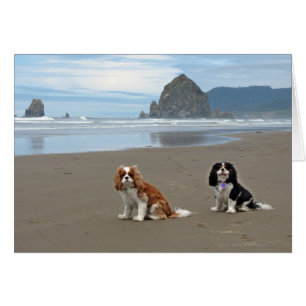 Cartão Cavaliers @ Cannon Beach, Oregon