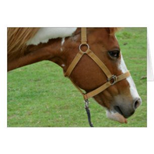 Cartão Cavalo altivo engraçado