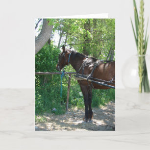 Cartão Cavalo Amish