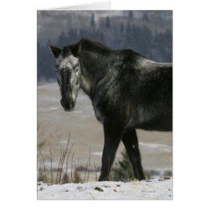 Cartão Cavalo Appaloosa na Neve