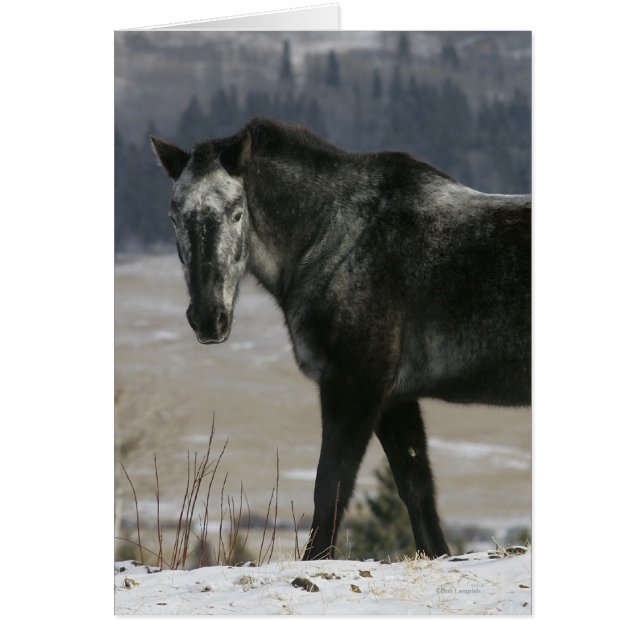 Cartão Cavalo Appaloosa na Neve (Frente)
