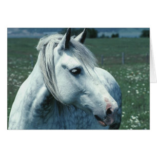 Cartão Cavalo árabe