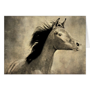 Cartão Cavalo Árabe