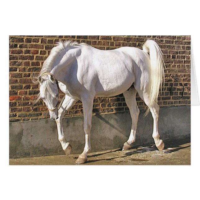 Cartão Cavalo árabe branco bonito (Frente Horizontal)