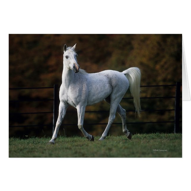 Cartão Cavalo Árabe Correndo 1 (Frente Horizontal)