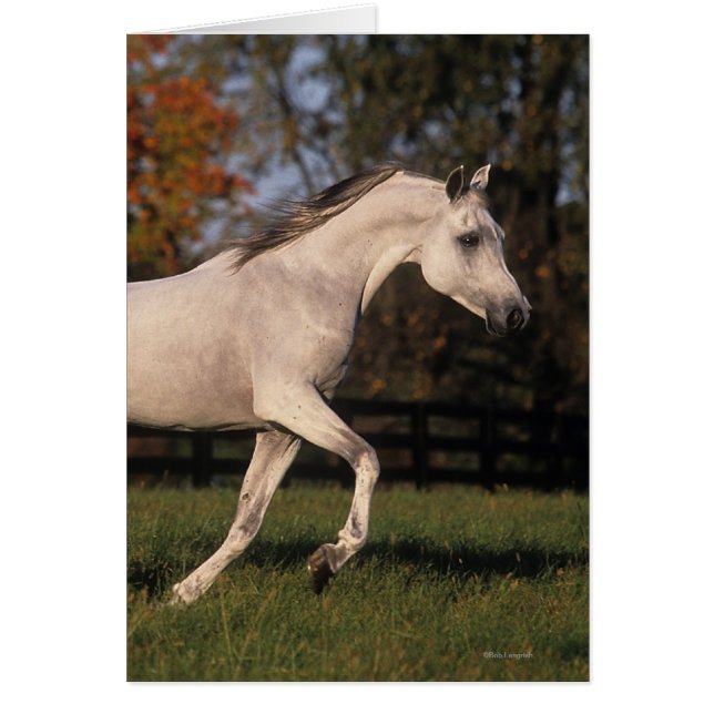 Cartão Cavalo árabe: Outono 2 (Frente)